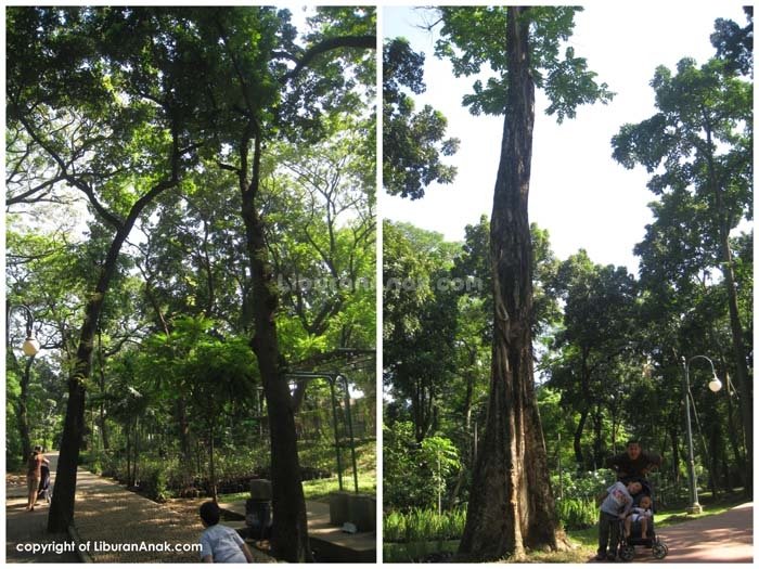 Hutan Kota Tebet - Kids Holiday Spots - Liburan Anak - Informasi